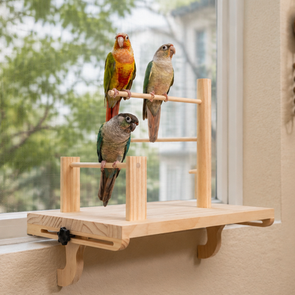 Three conures perched on a Percheo window bird perch clamped to a sunny window ledge