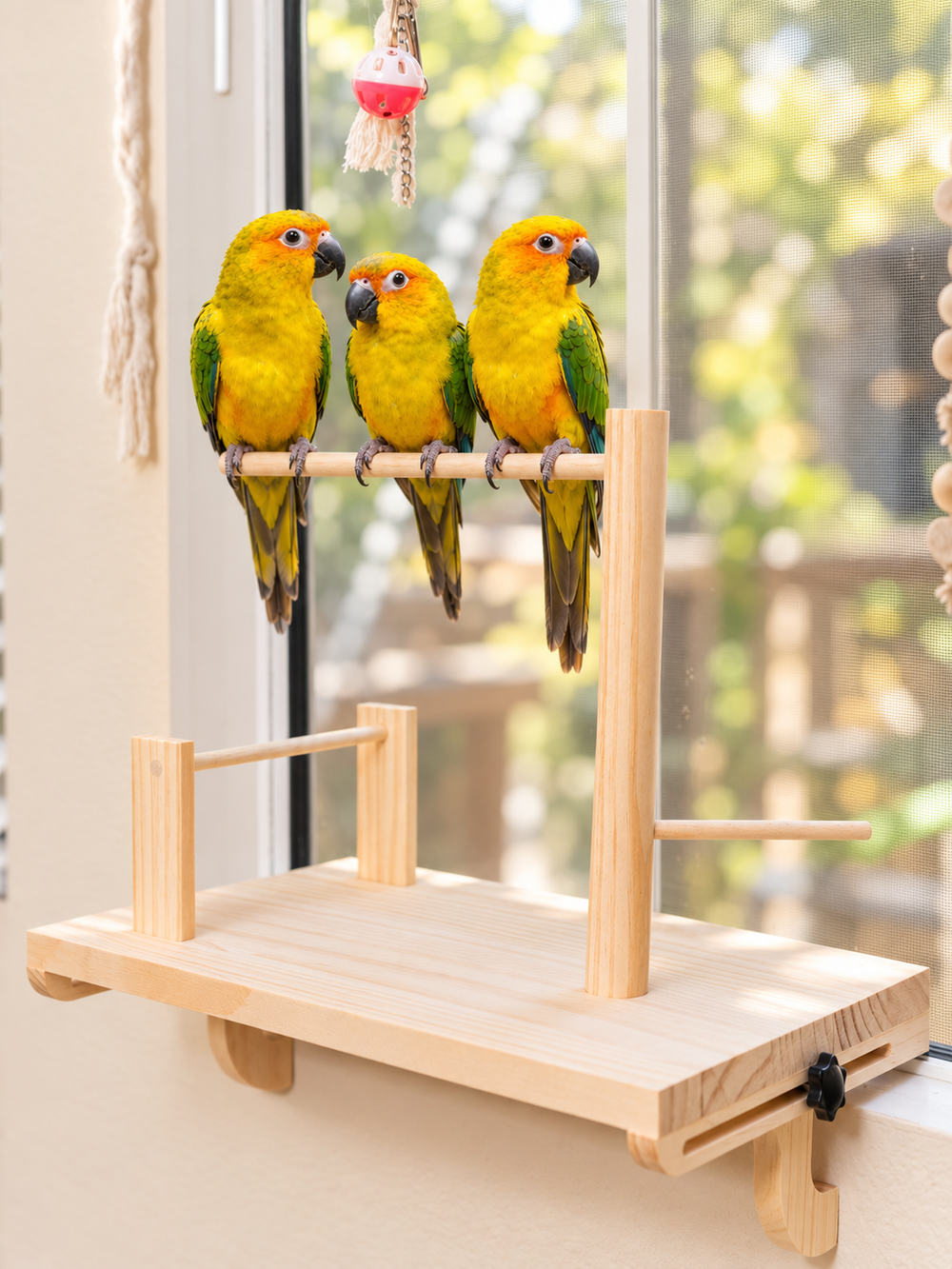 Sun conures on the Percheo adjustable window bird perch